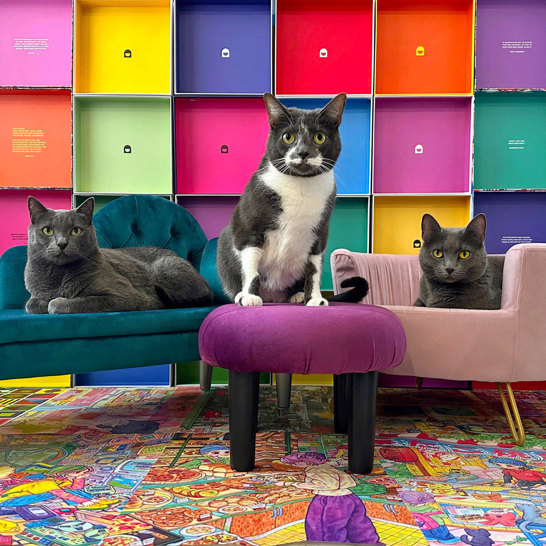 Purrsuit of Puzzles